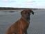 Rhodesian ridgeback - (Bhara-Bhara@Wolle Kirk) Sjumba - Det er så hyggelig at være på stranden