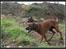 Rhodesian ridgeback - (Bhara-Bhara@Wolle Kirk) Sjumba - Løbetræning i klitterne sammen med Mille