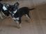 Chihuahua Coco Chanel