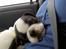 Blanding af racer Fransk bulldog/mops Boss - zzzzzzz