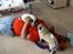 Blanding af racer Fransk bulldog/mops Boss - Jeg har overmandet ham
