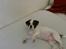 Blanding af racer Fransk bulldog/mops Boss - Tager du nu billeder igen mor??