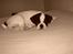 Blanding af racer Fransk bulldog/mops Boss - Jeg vil jo bare have lov at sove i fred......