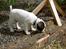 Blanding af racer Fransk bulldog/mops Boss - uha, der er langt ned