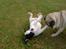 Blanding af racer Fransk bulldog/mops Boss - Bare kom an