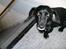 Blanding af racer Blackie*RIP*