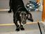 Blanding af racer Blackie*RIP*