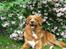 Nova scotia duck tolling retriever Tolkien