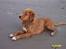 Nova scotia duck tolling retriever Tolkien