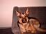 Schæferhund Kento (R.I.P 02.09.09)