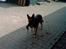 Schæferhund Kento (R.I.P 02.09.09)