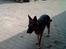 Schæferhund Kento (R.I.P 02.09.09)