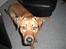Blanding af racer Balto aflivet d. 3/11-11 