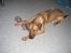 Blanding af racer Balto aflivet d. 3/11-11 