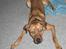 Blanding af racer Balto aflivet d. 3/11-11 