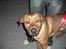 Blanding af racer Balto aflivet d. 3/11-11 