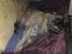 Cairn terrier Fie <3 *VIP* - hygge i sofaen, 2009 :-)