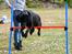 Labrador retriever Benjos black Chivas - Min springer :P