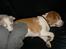 Beagle Futte R.I.P.