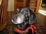 Blanding af racer R.I.P. Trunte - hej med dig