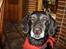 Blanding af racer R.I.P. Trunte - hejsa 