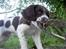 Engelsk springer spaniel Lucky<3 - Lille hvalp! hiiiiv!!
