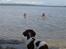 Engelsk springer spaniel Lucky<3 - 11 måneder mener jeg at han er på det billede.
