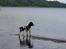 Engelsk springer spaniel Lucky<3 - 11 måneder er han vidst på det billede