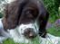 Engelsk springer spaniel Lucky<3 - Nårh hvor han kær!<3 