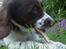 Engelsk springer spaniel Lucky<3 - tihi stadigvæk kær!<3