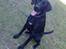 Labrador retriever Fuzzy - Vores dejlige hund Fuzzy