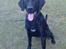 Labrador retriever Fuzzy