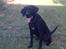 Labrador retriever Fuzzy