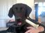 Labrador retriever Fuzzy