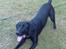 Labrador retriever Fuzzy