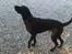 Labrador retriever Fuzzy