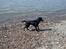 Labrador retriever Fuzzy