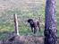 Labrador retriever Fuzzy