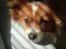 Papillon Thygesminde´s Don Carlos