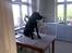 Labrador retriever Fuzzy - Hov det er vidst forbudt at sidde der FuzZy