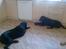 Labrador retriever Fuzzy - Mig og min bedste ven Pingo