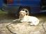 Golden retriever Nova