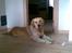 Golden retriever Nova