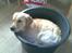 Golden retriever Nova