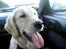 Golden retriever Nova