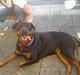 Rottweiler Kayla †