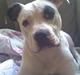 Amerikansk bulldog Bette