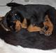 Rottweiler Vom Hause Luna's Django