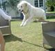 Golden retriever SImba