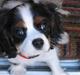 Cavalier king charles spaniel Pjok